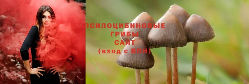 Псилоцибиновые грибы MAGIC MUSHROOMS  закладки  Рубцовск 